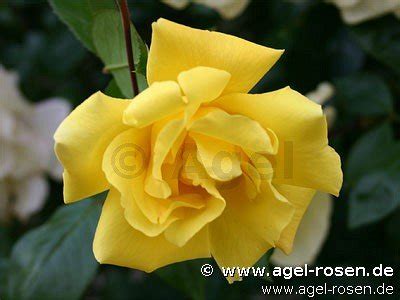 Buy Golden Showers Climbing Rose AGEL ROSEN