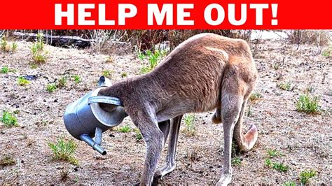 15 Timas Animals Asked Humans For Help Youtube