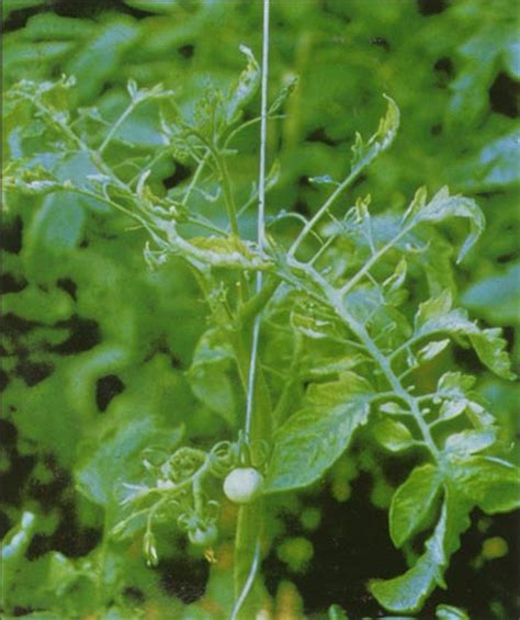 https://aggie-horticulture.tamu.edu/vegetable/problem-solvers/tomato-problem-solver/leaves/cucumber-mosaic-virus/
