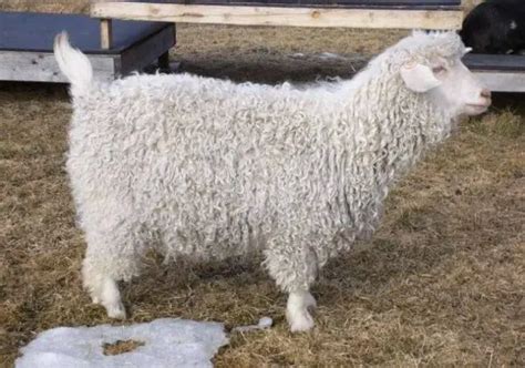 Pygora Goat Breed For Fiber Origin Characteristics Feed And Shearing