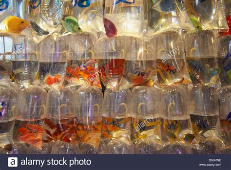 Shop tanks, food, live glofish, and more at petco, and have them delivered right to your home! Tropical fish at pet shop, Mongkok, Hong Kong, China, Asia ...
