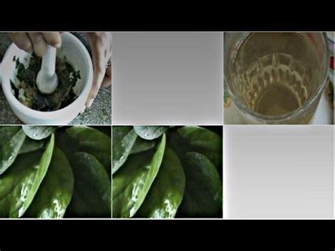 Cara membuat ramuan ini adalah rebuslah 10 gram daun ungu segar. Cara Mengatasi Keputihan pada Wanita Secara Alami: Manfaat ...