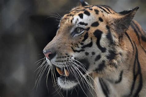 Man Eater Tiger That Killed Nine Shot Dead In India The Standard