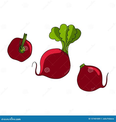 Set Of Beets Vector Illustration Isolated On White Background Stock Illustration Illustration
