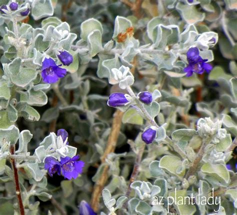 Order wholesale & discount purple flowers by the bunch. Further Temptations at the Nursery... - Ramblings from a ...