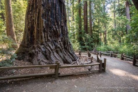 Cing In California Redwoods Tutorial Pics