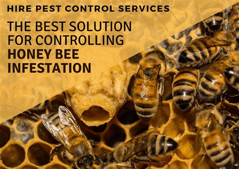 Hire Pest Control Services Honey Bee Infestation Control