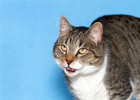 Portrait Of A Grey And White Tabby Cat On Blue Background Meowing Stock