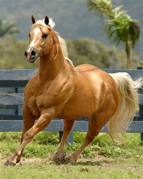 Gorgeous Palomino Beautiful Arabian Horses Palomino Horse Horses