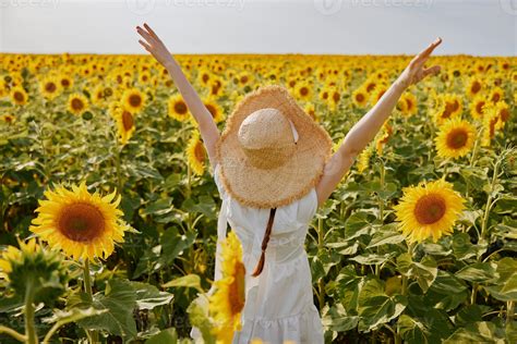 Woman Holding Her Hands Above Her Head Sunflower Field Nature Landscape Freedom 22517967 Stock