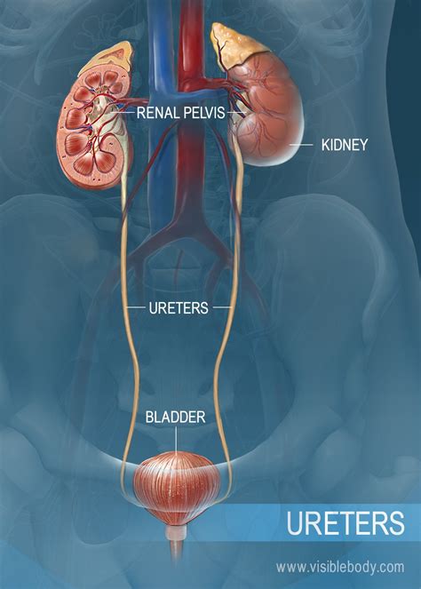 Renal Collecting System Anatomy