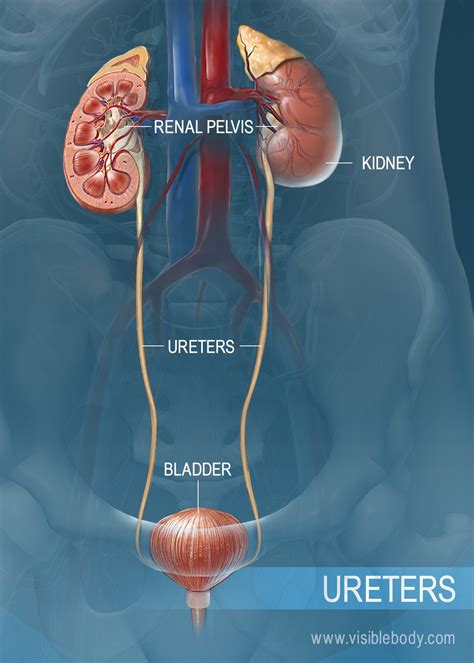 Diagram Distal Ureter Diagram Mydiagram Online