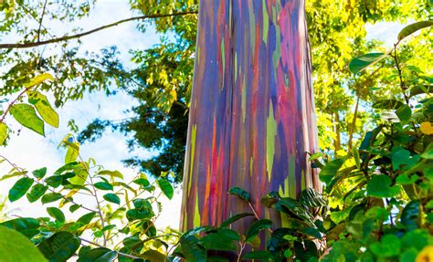 Rainbow Eucalyptus Tree Furniture