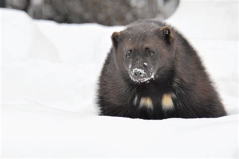 Us Reverses Proposal To List Wolverine As Threatened Species