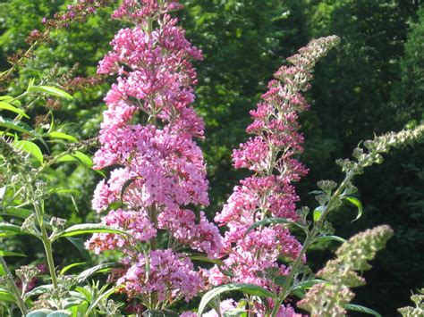 Buddleja Davidii ‘pink Delight Falls Village Flower Farm