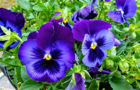 Pansys Pansies Flowers Plants