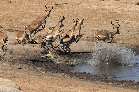 Crocodile Hidden In Watering Hole Launches Surprise Attack On Impala