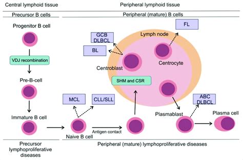 Dlbcl Non Hodgkins Lymphoma Causes And Pathology Nhl Cancer
