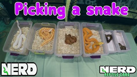 Pick The Best Pet Snake Snake Care Guide Pet News Live
