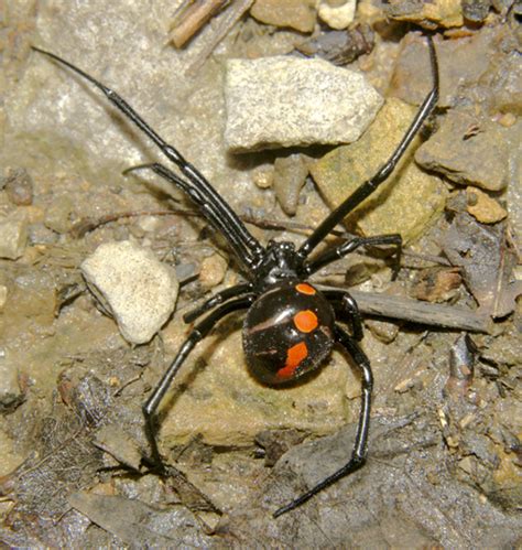 Female Adult Northern Black Widowlatrodectus Variolus Latrodectus