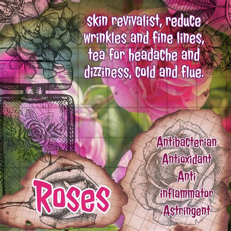 Roses Herbal Vintage Page Photograph By Ana Naturist Fine Art America