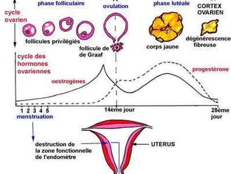 .d'ovulation avant l'ovulation, l'éclatement de l'œuf à partir de l'ovaire générant fluide rapide, la qualité délicate du pilus cilié et son mouvement pour récupérer l'œuf après l'ovulation, le. Comment augmenter l'ovulation chez la femme ? La réponse ...