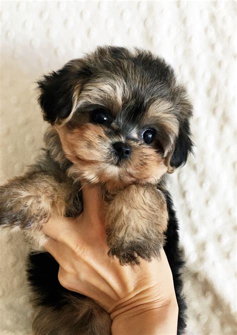 teacup morkie puppy female iheartteacups