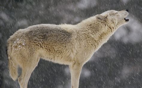 Animals Howling Wolf Timber Wolf Wallpapers Hd Desktop And Mobile
