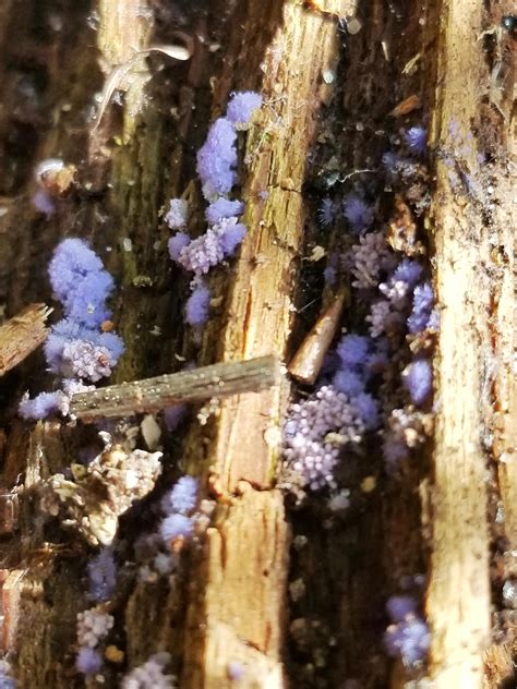 Pretty Purple Slime Mold On Rotting Pine Log South Alabama Us R