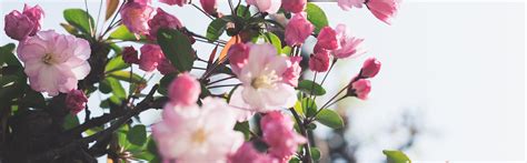 Free delivery across all major regions. Sending flowers