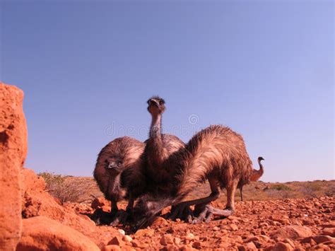 Emus Australia Stock Image Image Of Flightless Avian 65770501