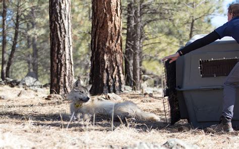 Az Diversifying The Pack Cross Fostering Helps Mexican Wolf