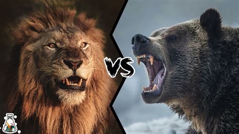 Lion Vs Grizzly Bear Who Is The Strongest Predator Youtube