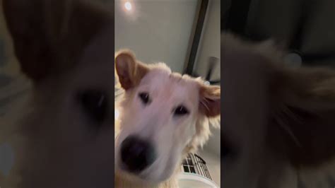 Curious Dog Stares At Selfie Camera And Licks It 1217390 Youtube