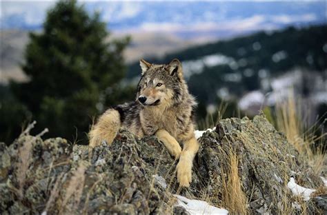The most common type of wolf is the gray wolf, or timber wolf. Activists aim to halt wolf-hunting season - Toledo Blade