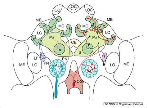The Honeybee Brain A Schematic View Of The Major Neuropils Of The