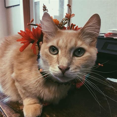 Pga also works to improve the welfare of animals in el paso and. Pet Angel Cat Adoption & Rescue added a... - Pet Angel Cat ...