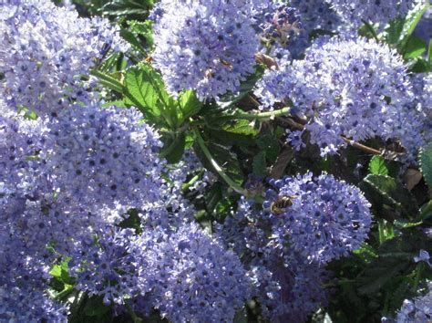 Maybe you would like to learn more about one of these? Hortus Urbanus: May Blooms