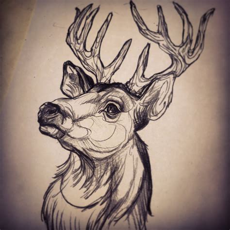 Deer Head Drawing At Getdrawings Free Download
