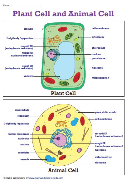 Plant Cell Diagram Animal Cell Diagram Plant And Animal Cells