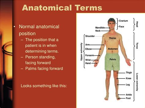 Anatomical Position Noredtrek
