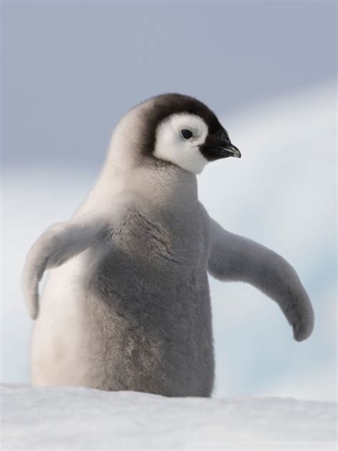 Baby Penguin Antarctica Ultra Hd Desktop Background