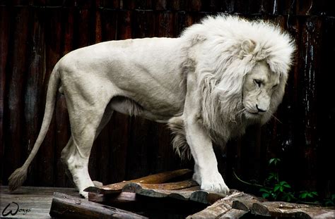 20 Rare White Lion Pictures Echomon