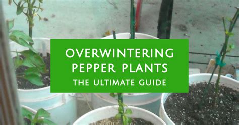 How To Keep Pepper Plants Over Winter So They Survive Grow Hot Peppers