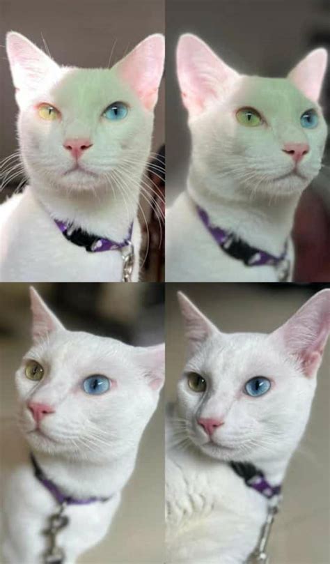 Heterochromia Cat In 2022 Animals Cats Heterochromia