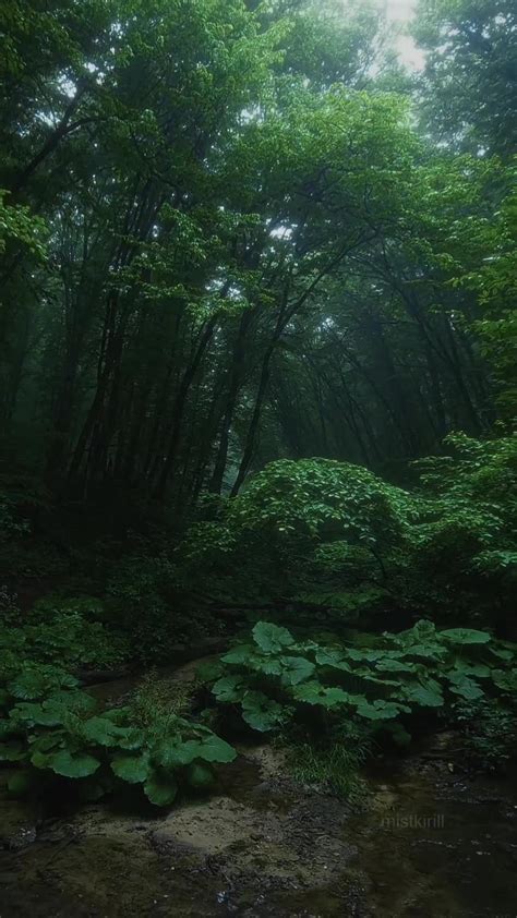 Discover the Hidden Treasures of Forests and - One News Page VIDEO