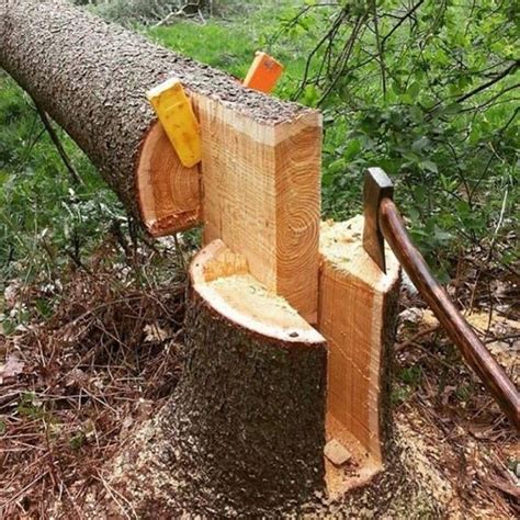 Impressive Tree Falling Skills 😊 Tree Felling Woodworking Wood Wood
