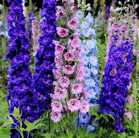 Larkspur Giant Imperial Mix Delphinium Consolida Colorful Flower Garden