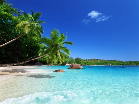 Tropical Paradise Sunshine Beach Coast Sea Palm Trees Wallpaper
