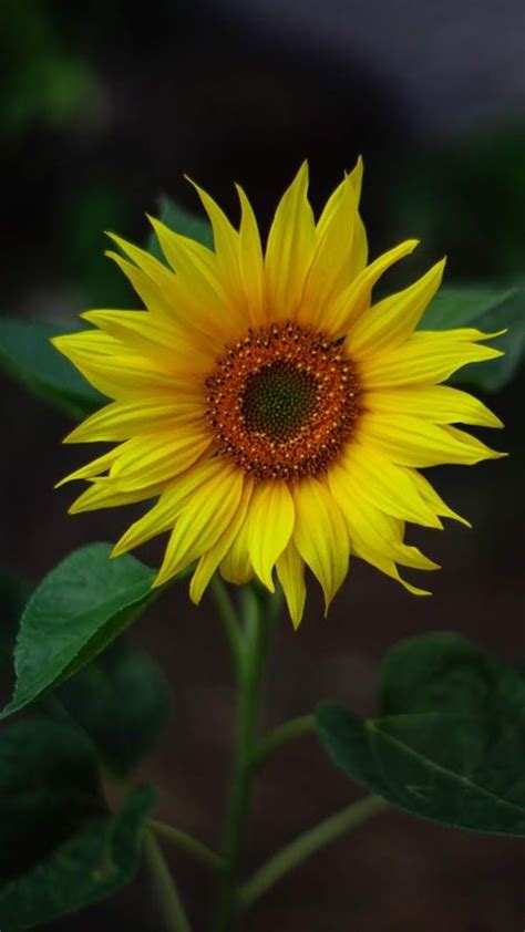 Sunflower Aesthetic Tapeta